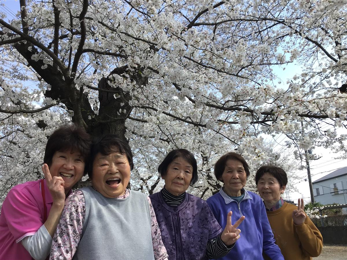 桜ドライブ - お花見外出